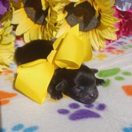 Coby - Black male Shihpoo puppy in Delphos, Ohio from Route 66 Poodles & Doodles, Sapphire Shih-tzu's of Ohio