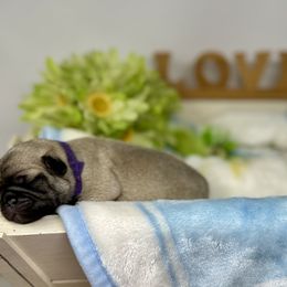 Pug Puppies from Sunny Pugs