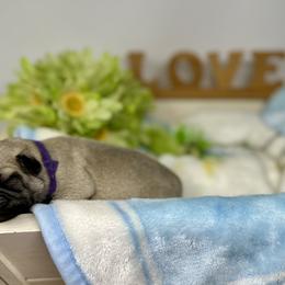 Pug Puppies from Sunny Pugs