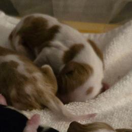 Blenheim Girl 1 - Blenheim female Cavalier King Charles Spaniel puppy in Meridian, Idaho from Reflection Cavaliers