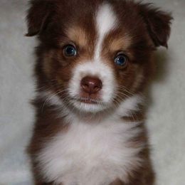 Aussiedoodles, Miniature Australian Shepherds, and Poodles from Panache Aussiedoodles