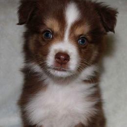 Aussiedoodles, Miniature Australian Shepherds, and Poodles from Panache Aussiedoodles