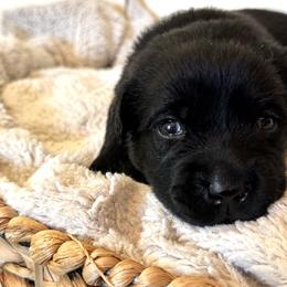 White Collar Girl - Labrador Retriever puppy from Salt Run Retrievers