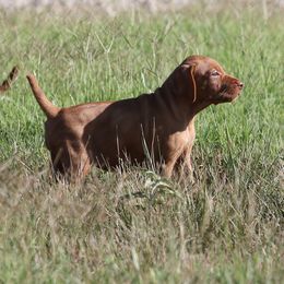 TBD - Golden rust female Vizsla puppy in Albany, Texas from Big Country Kennels