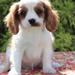 Cavalier King Charles Spaniel puppies from Oodles of Cuties!
