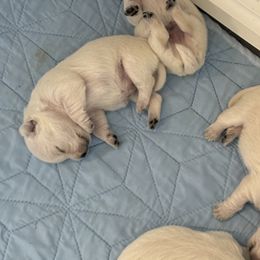 West Highland White Terrier Puppies from Westend Westies