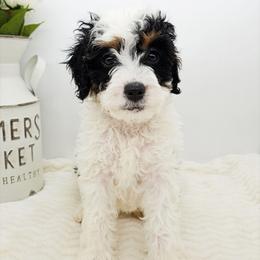 Nutmeg - Black and white female Bernedoodle puppy in Granton, Wisconsin from Rose River Farms