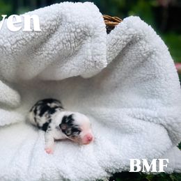 Arwen - Blue merle female Miniature American Shepherd puppy in Washington from Shamayim Shepherds