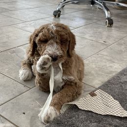 Joy - Red  female Goldendoodle puppy in Sugarcreek, Ohio from True Hearted Doodles