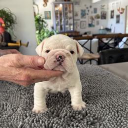 Bulldog puppies from Saint Brides Bulldog