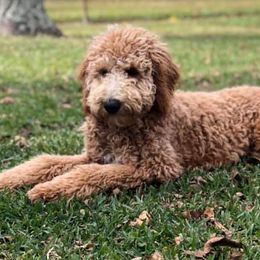 Goldendoodles from Glamour Doodles of LA 2