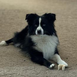 Dice - Miniature Australian Shepherd