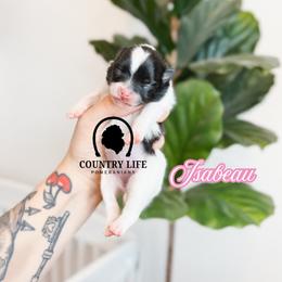 Girl 1 - Isabeau - Black and tan parti female Pomeranian puppy in Idaho Falls, Idaho from Country Life Pomeranians