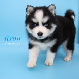 Pomsky Puppies from Florida Pomskies