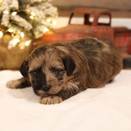Jingle - Merle male Whoodle puppy in West Bend, Iowa from Blue Skies Terriers