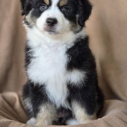 Zayn - Black tri male Miniature American Shepherd puppy in Hicksville, Ohio from Mapleleaf MAS & AHT