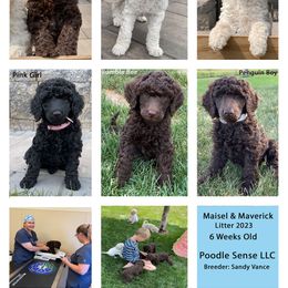 Poodle Puppies from Poodle Sense