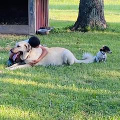 Venus - Anatolian Shepherd Dog