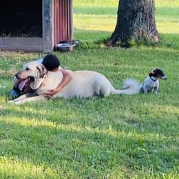 Venus - Anatolian Shepherd Dog