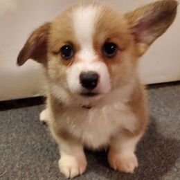 Pembroke Welsh Corgi Puppies from Benischek's P. W. Corgi's