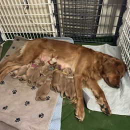 Gray collar - Dark golden female Golden Retriever puppy in Indianapolis, Indiana from ZuGolden Retrievers & Doodles