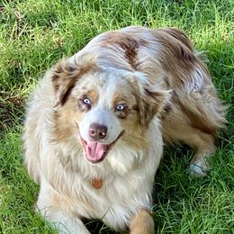 Elvis - Miniature Australian Shepherd