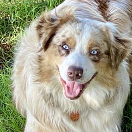 Elvis - Miniature Australian Shepherd