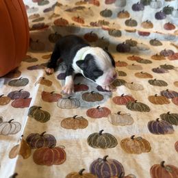 Kaia - Black and white female Boston Terrier puppy in Lakewood, California from So Cal Boston’s