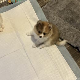 Boy 2 - Chocolate merle male Pomeranian puppy in Maplefalls, Washington from Snow peak poms