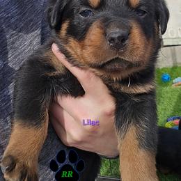 Lilac - Black and mahogany female Rottweiler puppy in Tangent, Oregon from Raya's Royals