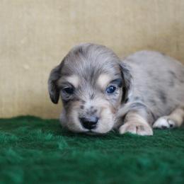 Sherwin - Dapple male Dachshund puppy in Pace, Florida from Shoebox Doxie’s