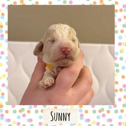 Sunny - White male Poodle puppy in Surprise, Arizona from Oh Doodles Doodlery