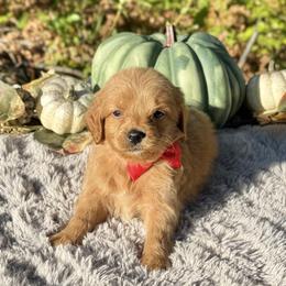 Cavapoos and Newfoundlands from Dyer Lake Newfoundland’s