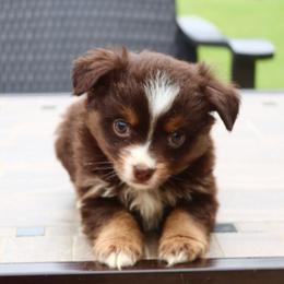 Bunny's Tiny Toy Red Tri Female - Red tri female Toy Australian Shepherd puppy in Leighton, Alabama from Isbell Land & Livestock, LLC