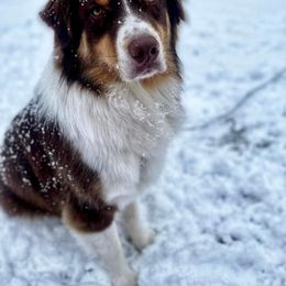 Australian Shepherd Puppies from Grand Ridge Australian Shepherds