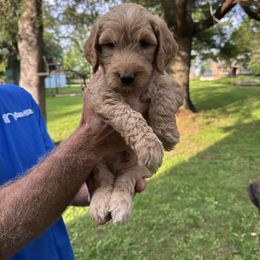 Cream - Apricot male Goldendoodle puppy in Antigo, Wisconsin from Cedar River Kennel