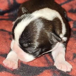 Boston Terriers, Dachshunds, and Pugs from Mauzey's Bostons