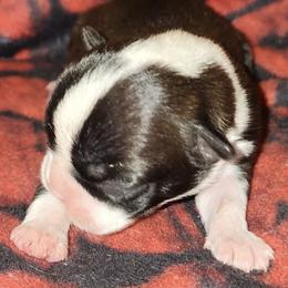 Boston Terriers, Dachshunds, and Pugs from Mauzey's Bostons