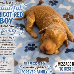 Chevy - Apricot male Goldendoodle puppy in Cumberland, Rhode Island from minigoldendoodlesofRI