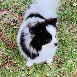 Keeva - Pomeranian
