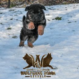 German Shepherd Puppies from Vom Wolfgang Roma Kennels