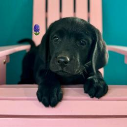 Light Purple Collar - Black female Labrador Retriever puppy in Somerset, California from Cantina Labs and Cavs