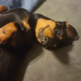 Dachshunds from Dan's Doxie's