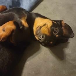 Dachshunds from Dan's Doxie's