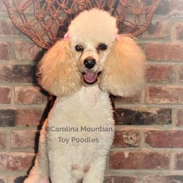 Maggie - Poodle