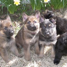 German Shepherds from Vom Schutzengel German Shepherds