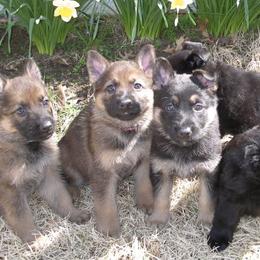 German Shepherds from Vom Schutzengel German Shepherds