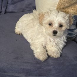 Dawson - White male Maltipoo puppy in Buffalo, New York from Debra Stacey's Maltipoo Puppies