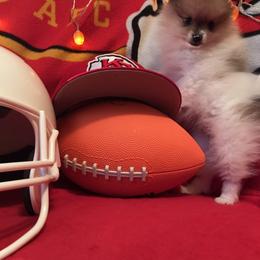 Pomeranian Puppies from Regal Poms