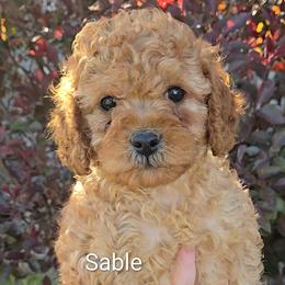 Sable - Apricot female Cavapoo puppy in Blackfoot, Idaho from Rocky Desert Goldens and Cavaliers